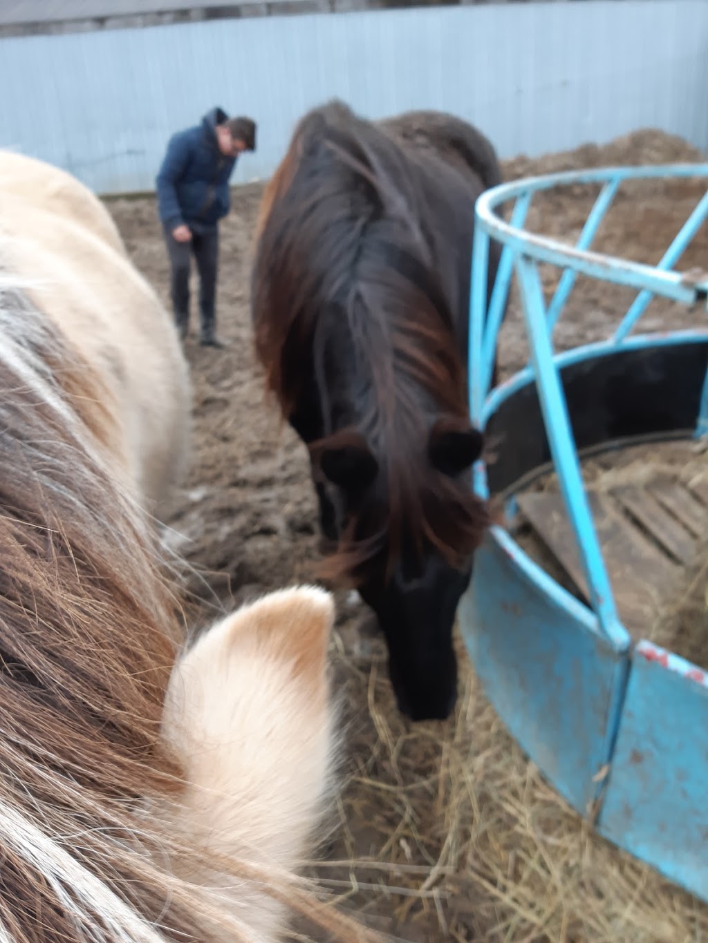 Sandhill Stables Horses Boarded | 1238 Snyders Rd E, Baden, ON N3A 3L3, Canada | Phone: (519) 634-8999