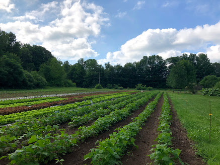 Les Jardins De Tessa | 14 Chemin Ballerina, Frelighsburg, QC J0J 1C0, Canada | Phone: (450) 298-1227