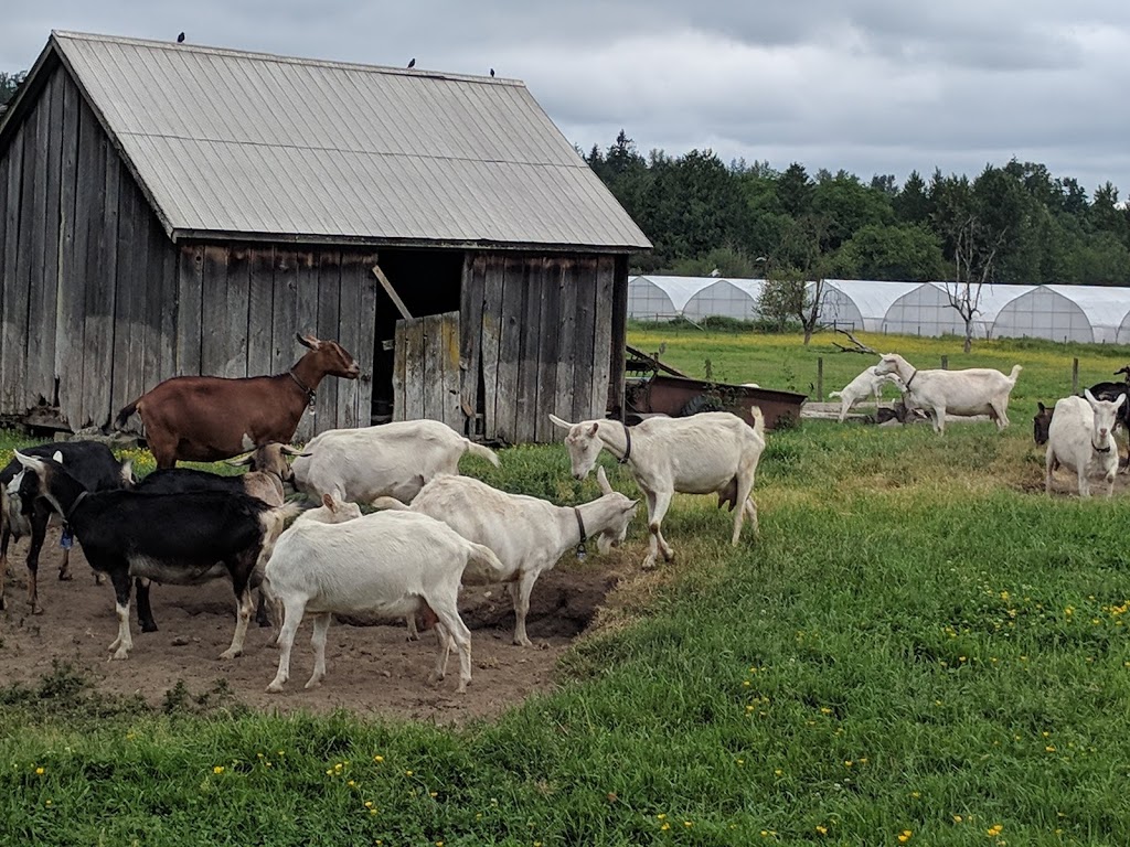 Milner Valley Cheese Ltd. | 21479 Smith Crescent, Langley City, BC V2Y 2R4, Canada | Phone: (604) 880-8184