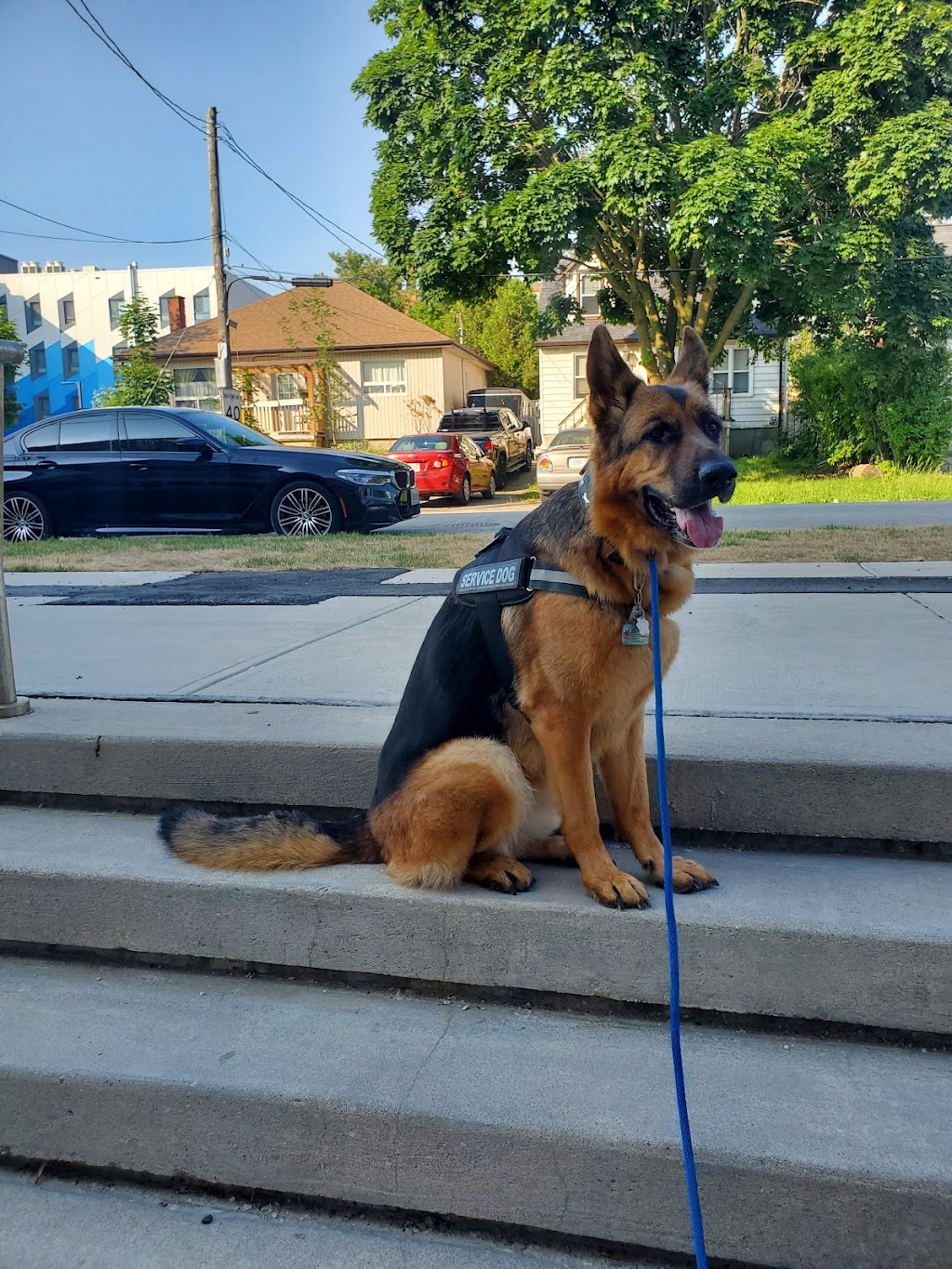 Shiphra German Shepherds | 1383 County Rd 1 W, Greater Napanee, ON K7R 3L1, Canada | Phone: (866) 936-7701