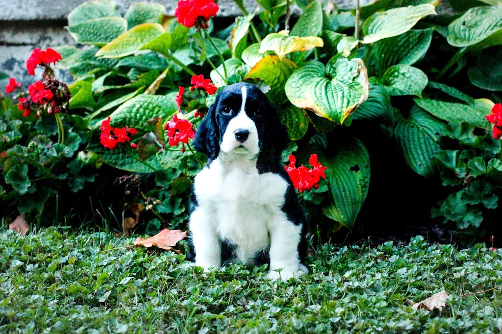 Trojh English Springer Spaniels | 757 Arthur St, Ayton, ON N0G 1C0, Canada | Phone: (519) 665-7488