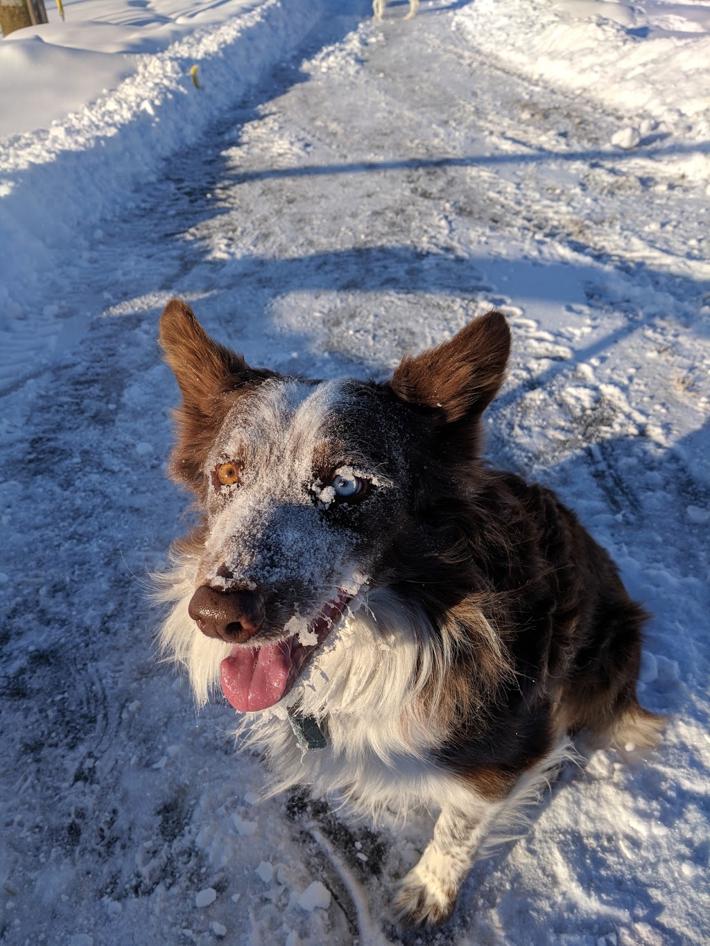 Canyon Meadows Off Leash Area | 1141 Anderson Rd SW, Calgary, AB T2W 1V5, Canada
