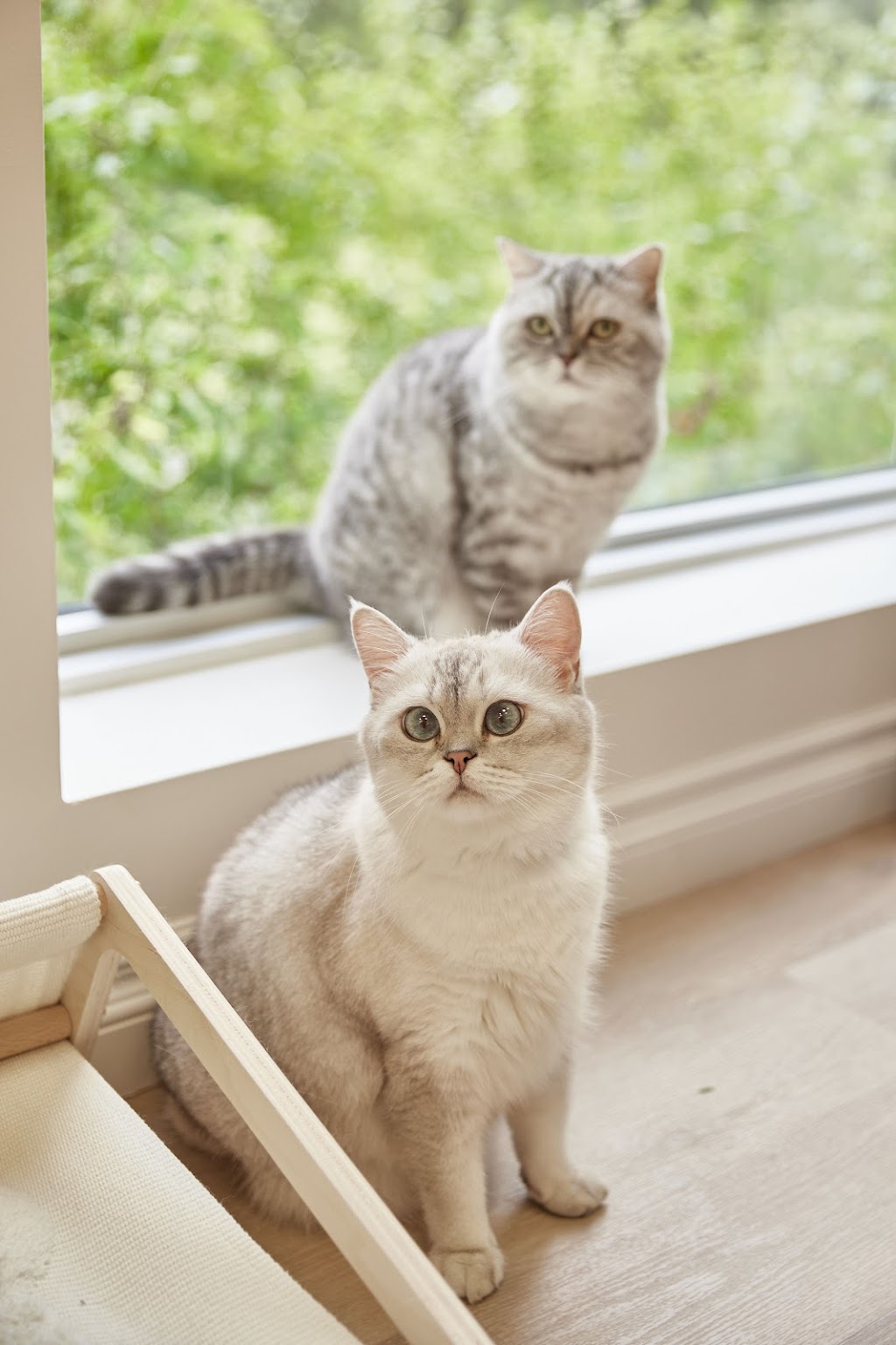 Chubby Meows Cat Hotel | 12285 Yonge St, Richmond Hill, ON L4E 3M7, Canada | Phone: (437) 973-1819