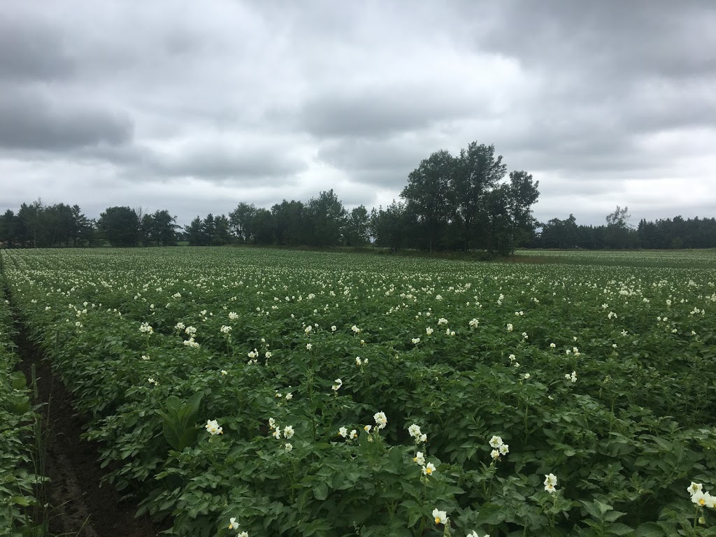 Downey Potato Farms | 477476 3 Line, Shelburne, ON L0N 1S6, Canada | Phone: (519) 925-3209