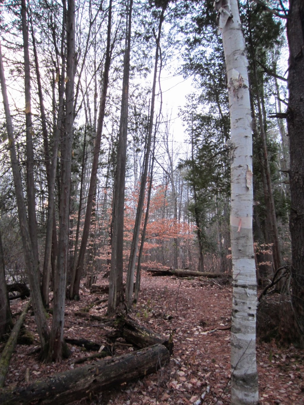 NCC Greenbelt P15 | NCC Trail 32E, Ottawa, ON K2G 3N3, Canada