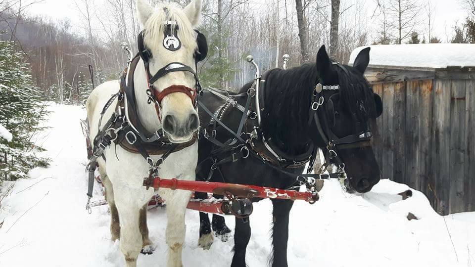 Les Écuries Du Chantecler | 1815 Rue du Mont Blanc, Sainte-Adèle, QC J8B 2Z8, Canada | Phone: (450) 229-7700