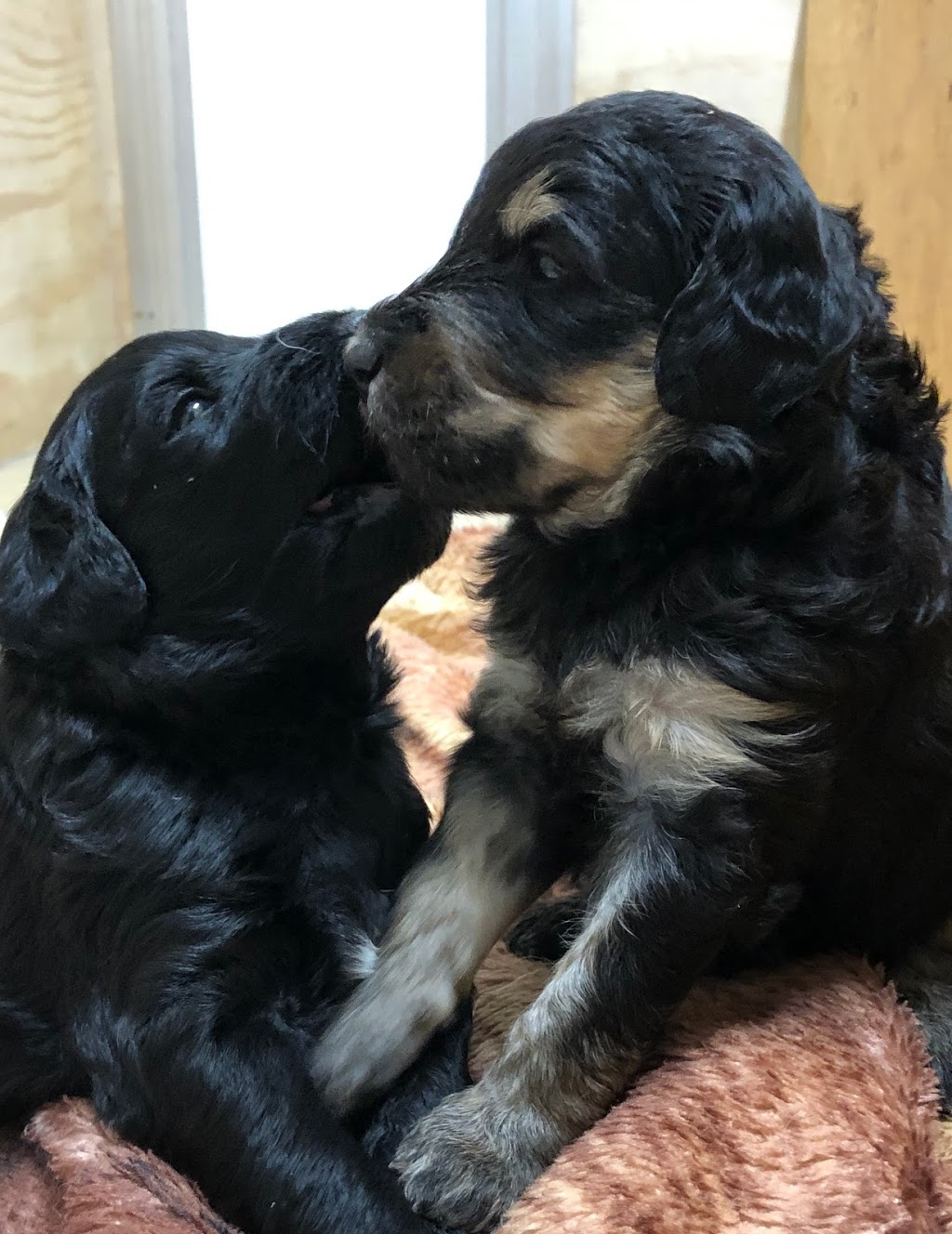 LTM Kennels | 541097 Concession 14 NDR, Chesley, ON N0G 1L0, Canada | Phone: (519) 270-3725