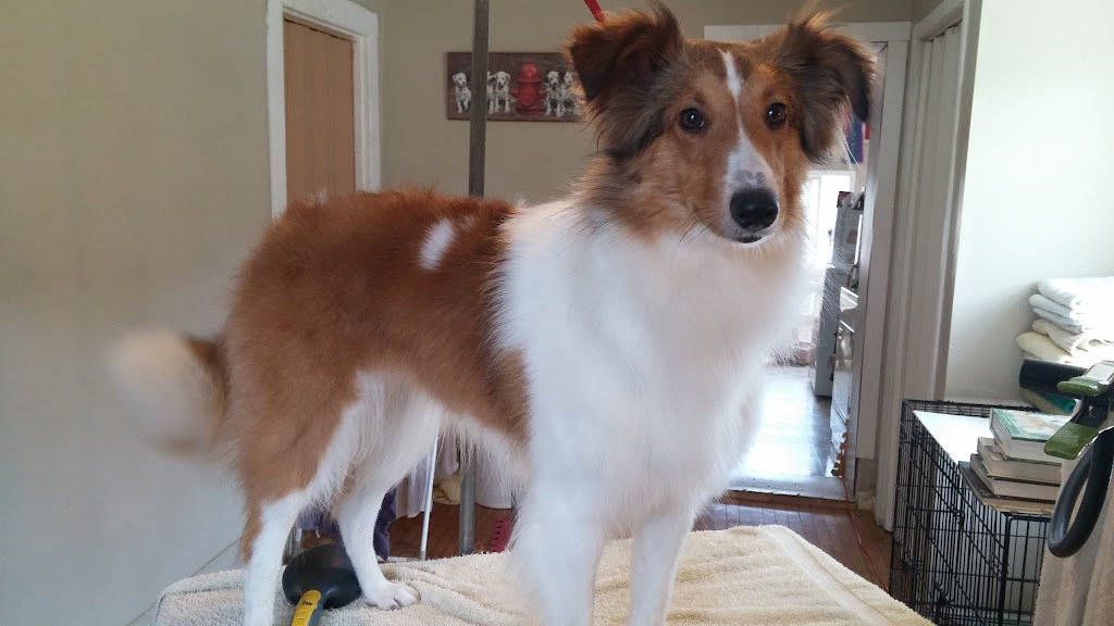 Riverview Pet Grooming | 61 Bentinck St, Trenton, ON K8V 4E2, Canada | Phone: (613) 392-7211