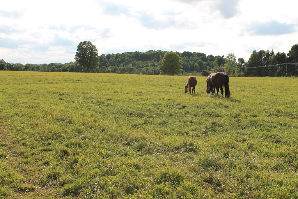 Langman Farms & Equestrian Centre | 2591 Bass Lake Side Rd E, Oro-Medonte, ON L3V 2Z2, Canada | Phone: (705) 345-9689