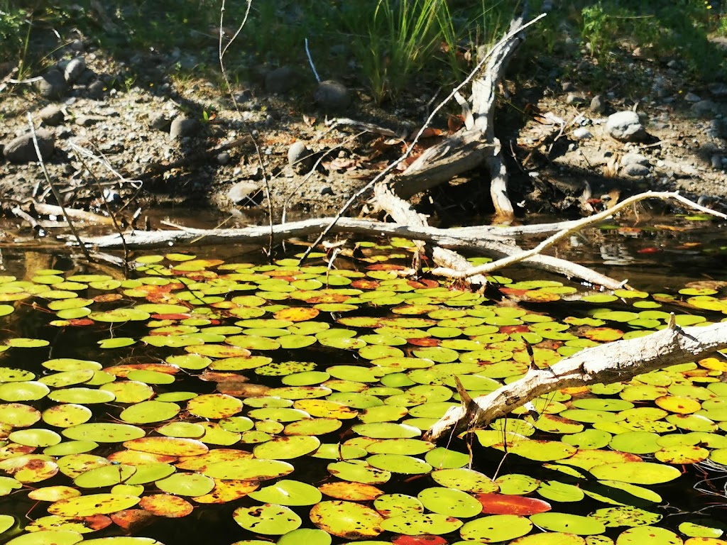 Spider Lake Provincial Park | Hwy 19, British Columbia V9K, Canada | Phone: (250) 474-1336