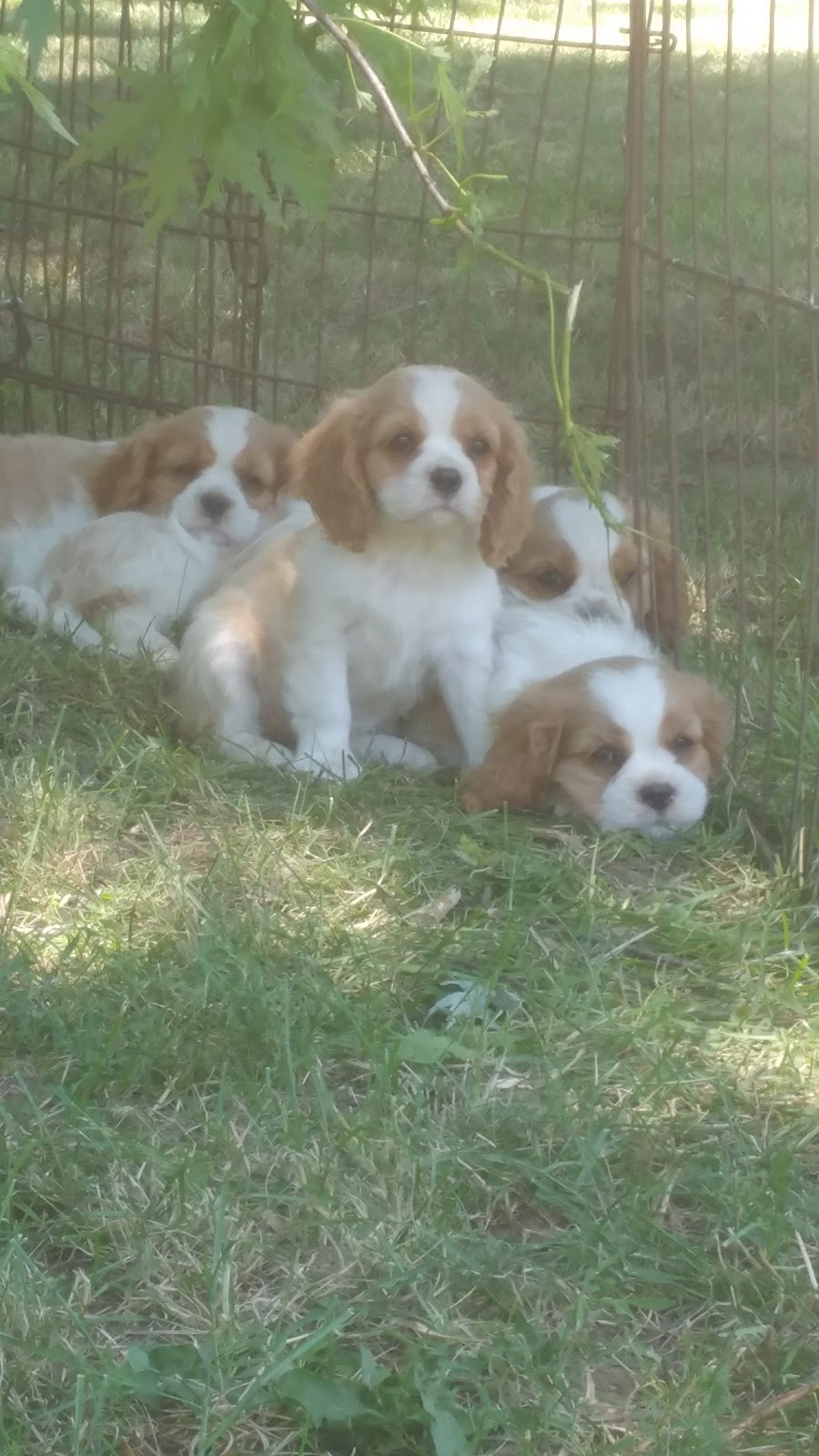 Chrys-haefen Kennels | 93 Bishopsgate Rd, Scotland, ON N0E 1R0, Canada | Phone: (519) 446-2589