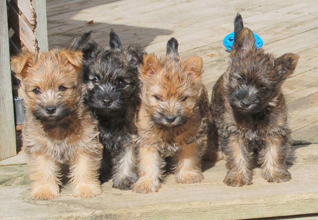 PAWS-ITIVE PUPPIES | 670 Taunton Rd W, Oshawa, ON L1H 7K4, Canada | Phone: (905) 430-3647
