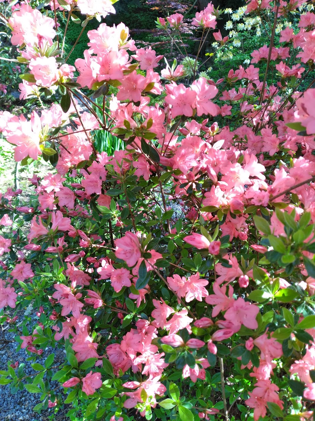 BNN RHODODENDRONS NURSERY | 43204 Honeysuckle Dr, Chilliwack, BC V2R 4A4, Canada | Phone: (604) 795-2354