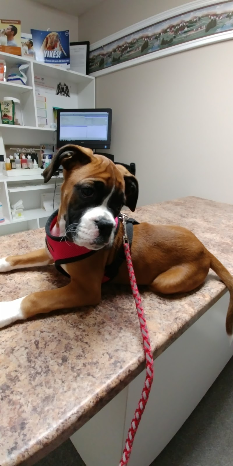 Amherst Veterinary Hospital | 311 Willow St, Amherst, NS B4H 3Y3, Canada | Phone: (902) 667-8405