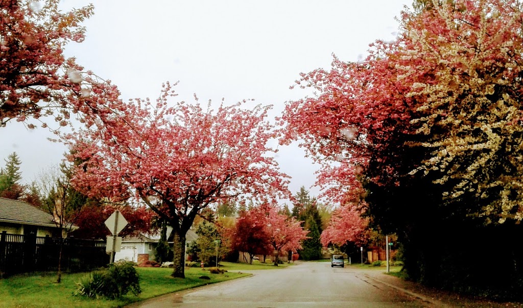 Johnston Heights Park | 9698 151 St, Surrey, BC V3R 8W7, Canada
