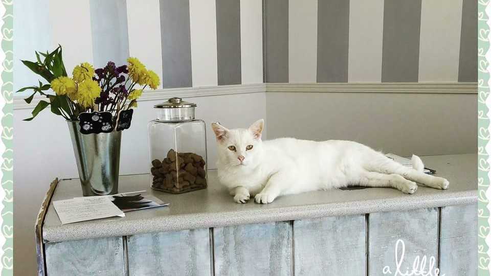 Bark! Boutique | 111 RR 20, Fonthill, ON L0S 1E3, Canada | Phone: (289) 690-2275