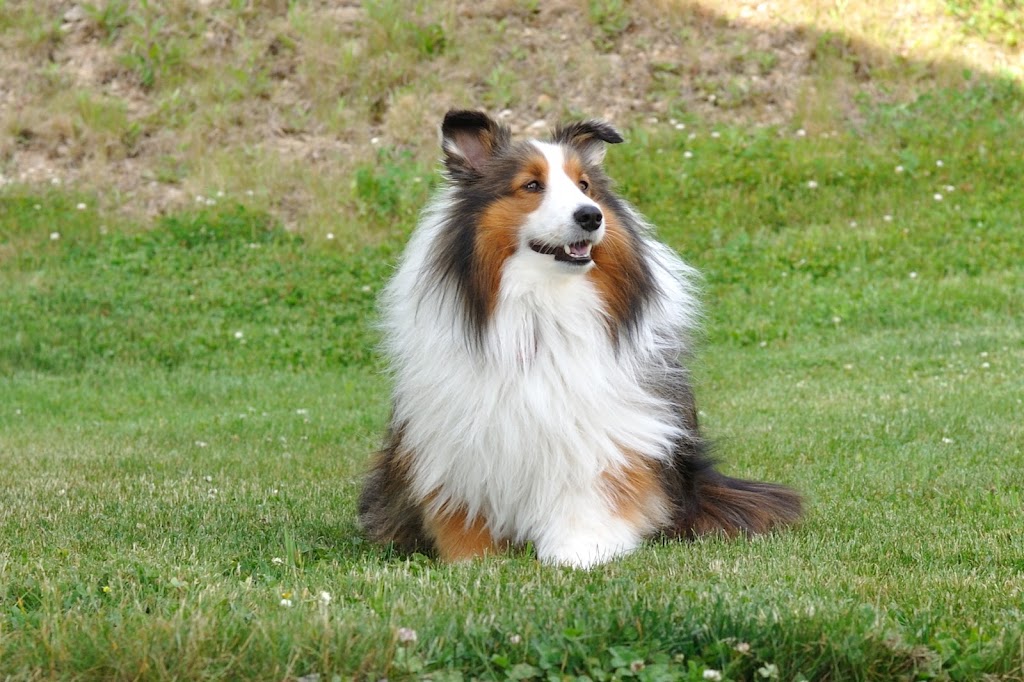 Precious Pet Cemetery | 142 Bouchard Rd, Antigonish, NS B2G 2K8, Canada | Phone: (902) 870-2544
