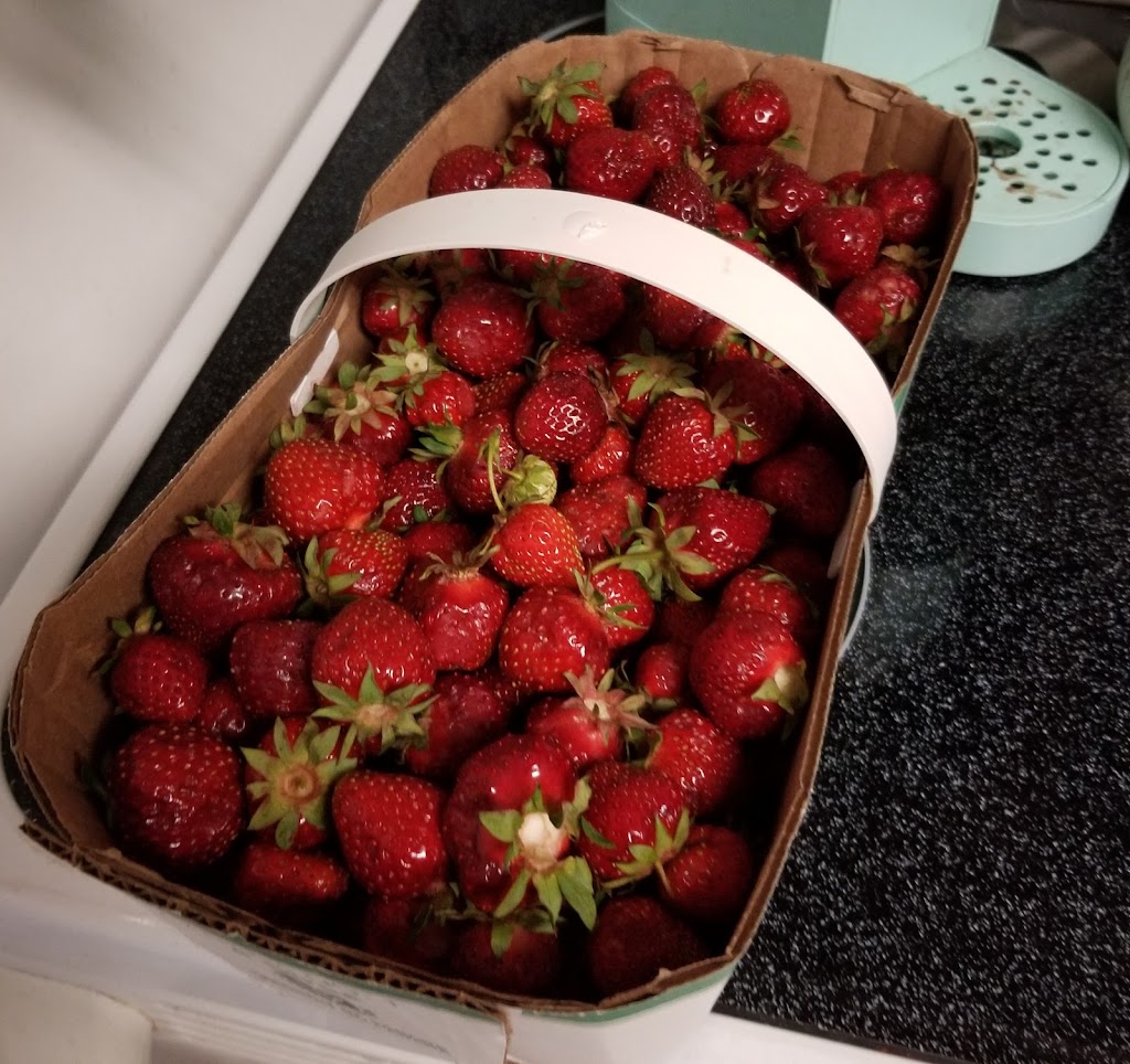 Walch Family Strawberries | 3557 Rd 119, Saint Pauls Station, ON N0K 1V0, Canada | Phone: (519) 272-1423