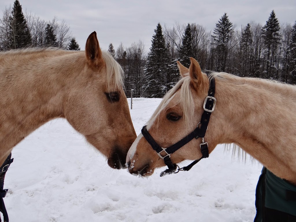 Reining Hope AEAAT LLC and Reining Hope THP LTD a 501(c)3 Non-pr | 574 Sunset Dr, Morgan, VT 05853, USA | Phone: (802) 895-9166