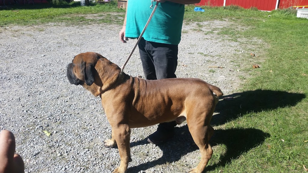 Marubi Kennels | 1706 Moore Dr, Cavan, ON L0A 1C0, Canada | Phone: (705) 868-2054