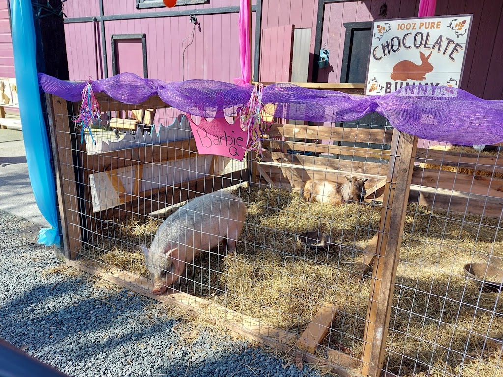 Peteys Pumpkin Patch | 9423 Gibson Rd, Chilliwack, BC V2P 6H4, Canada | Phone: (604) 792-8572