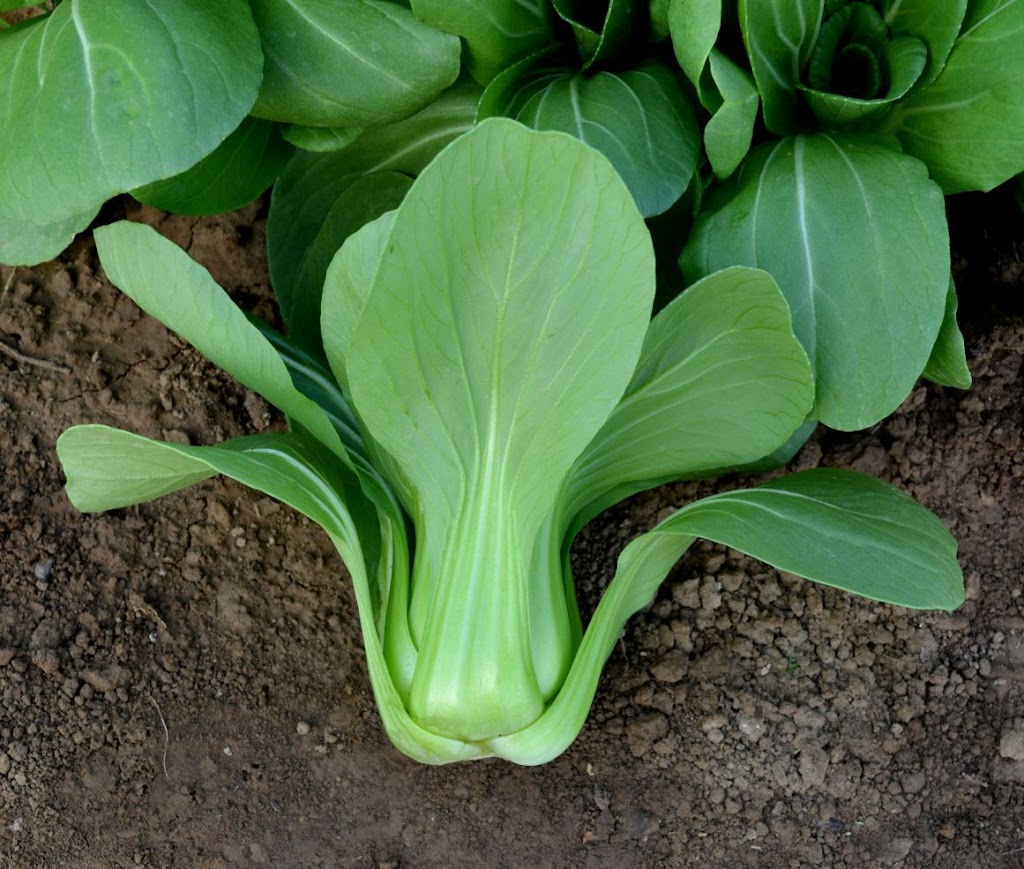 AgroHaitai Ltd. | 2764 Governors Rd, Lynden, ON L0R 1T0, Canada | Phone: (519) 647-2280