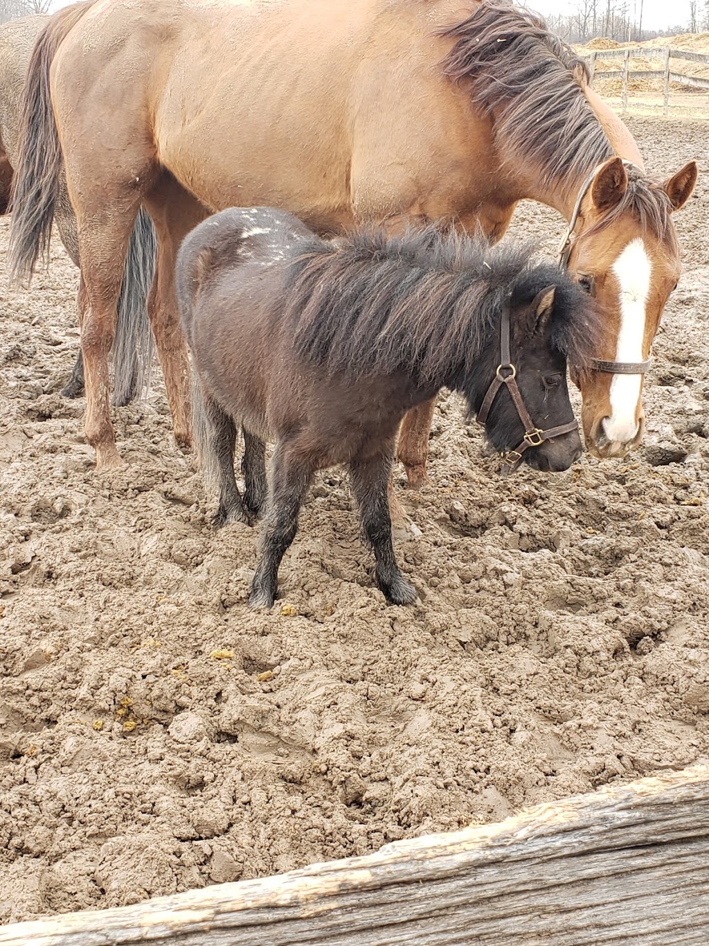 Camberwell Stables | 2745 Wessel, St. Catharines, ON L2R 6P7, Canada | Phone: (905) 325-0997