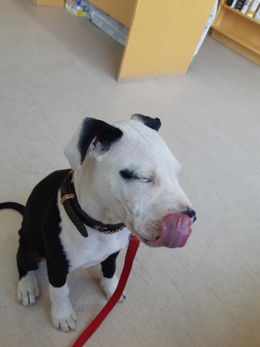 Kingston West Veterinary Hospital | 2165 Bath Rd, Kingston, ON K7M 4Y3, Canada | Phone: (613) 634-7474