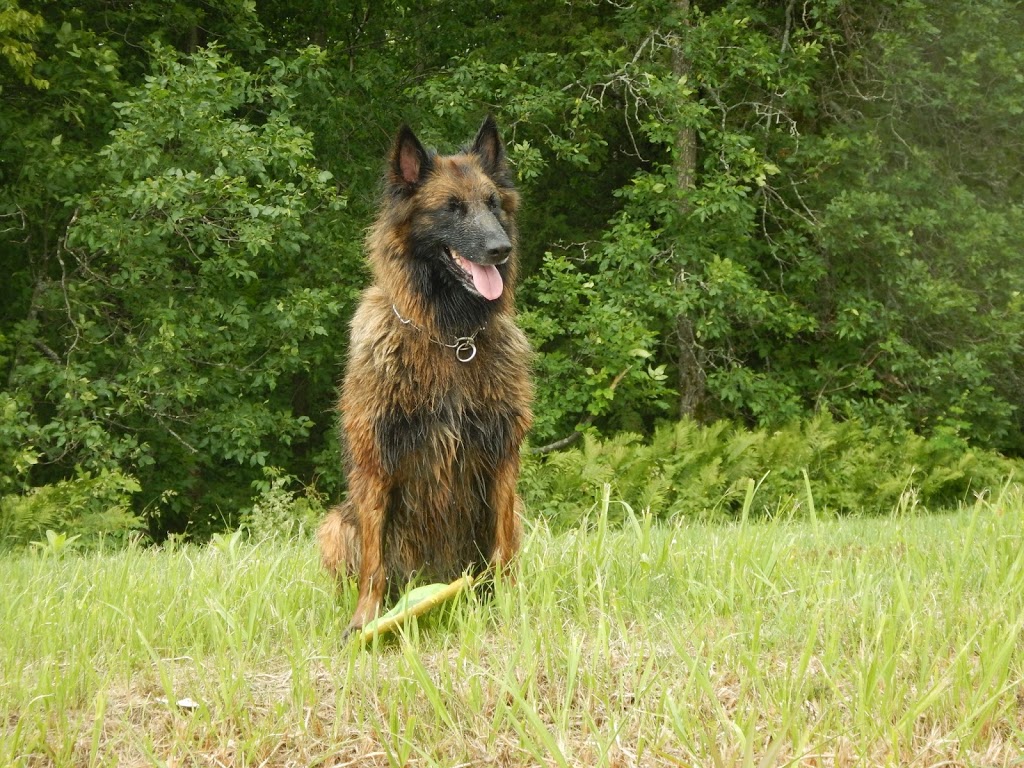 Animal Doctor | 56 Eastern Ave, Newport Center, VT 05857, USA | Phone: (802) 334-1503