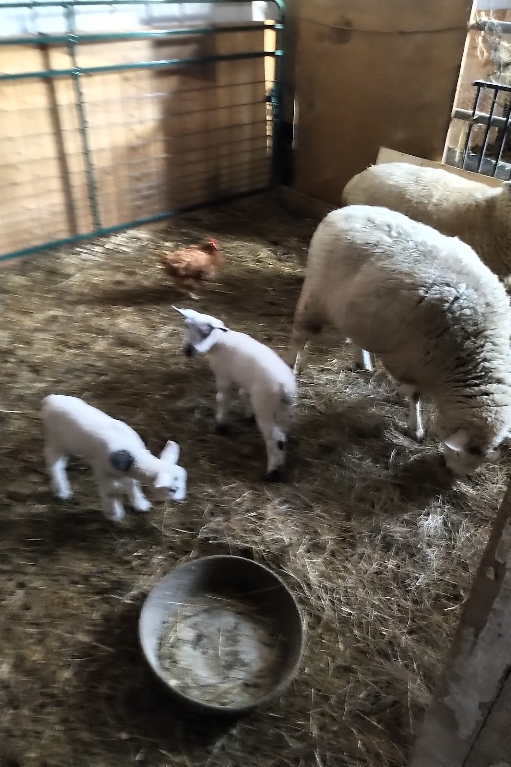 TwinAitch Food for Thought | 7153 NS-12, New Ross, NS B0J 2M0, Canada | Phone: (902) 240-5430
