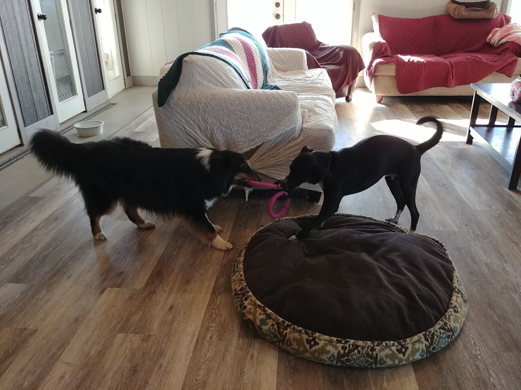 Meadowview Pet Resort | 1970 Polloway Rd, Niagara Falls, ON L2E 6S5, Canada | Phone: (905) 680-1258