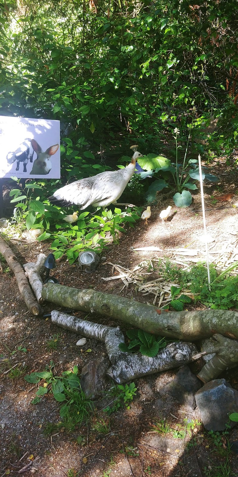 Farm Ventures | 713 Sullivan Rd, Roberts Creek, BC V0N 2W6, Canada | Phone: (604) 993-0334