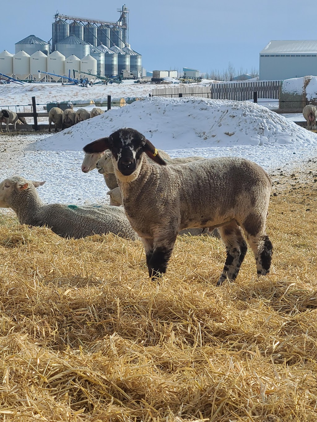 Wintering Hills | 1, Wheatland County, AB T0J 0X0, Canada | Phone: (403) 787-2260