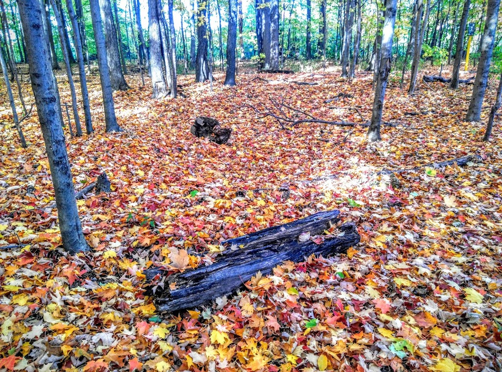 Brimley Woods Park | 2755 Brimley Rd, Toronto, ON M1S, Canada