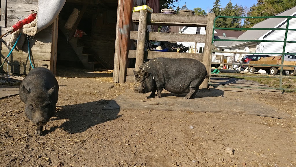 FrogHollow Farm Sanctuary | 855102 Gobles Rd, Princeton, ON N0J 1V0, Canada | Phone: (519) 535-4763