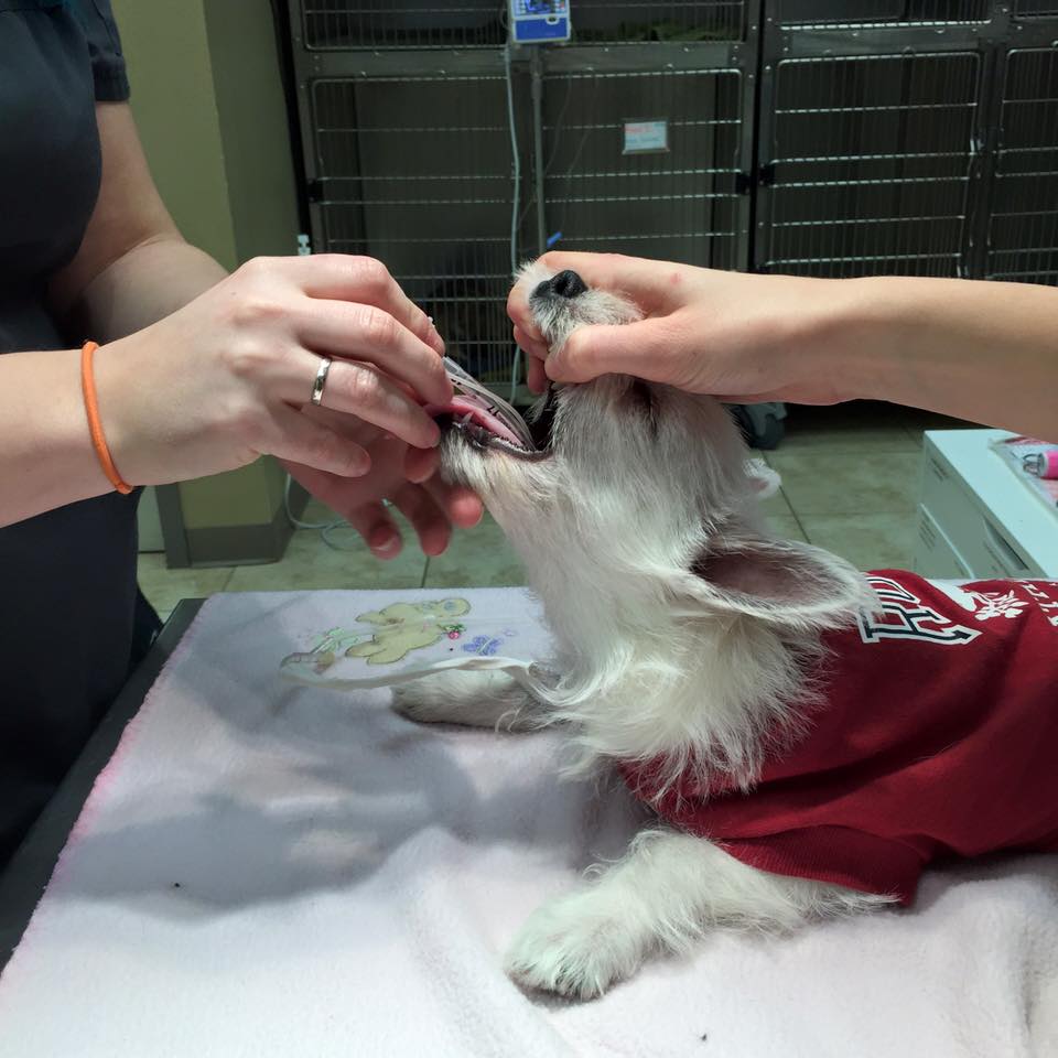 Animal Hospital Of Cambridge | 621 Hespeler Rd, Cambridge, ON N1R 6J3, Canada | Phone: (519) 624-9760