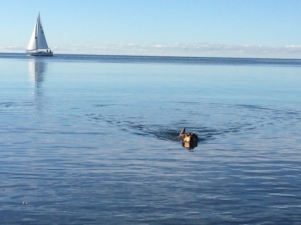 Aces High Dog Services | 162 Berry Rd, Etobicoke, ON M8Y 1W5, Canada | Phone: (416) 702-4106