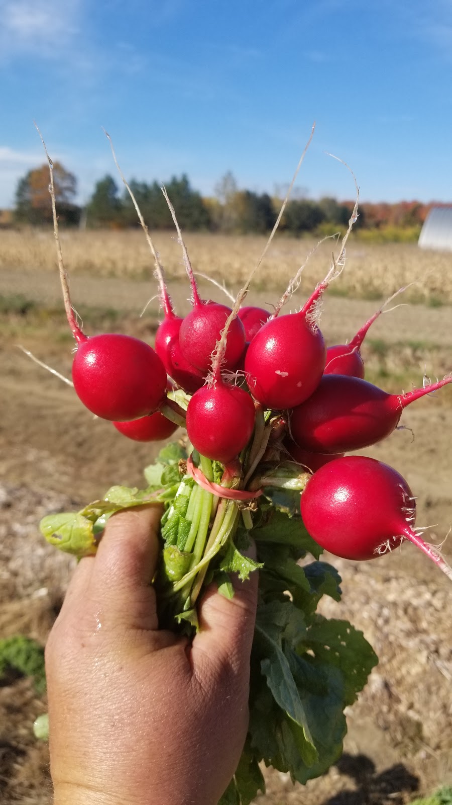 Les jardins de Mascouche | 1412 Chem. de la Côte Georges, Mascouche, QC J7K 3C2, Canada | Phone: (438) 880-9575