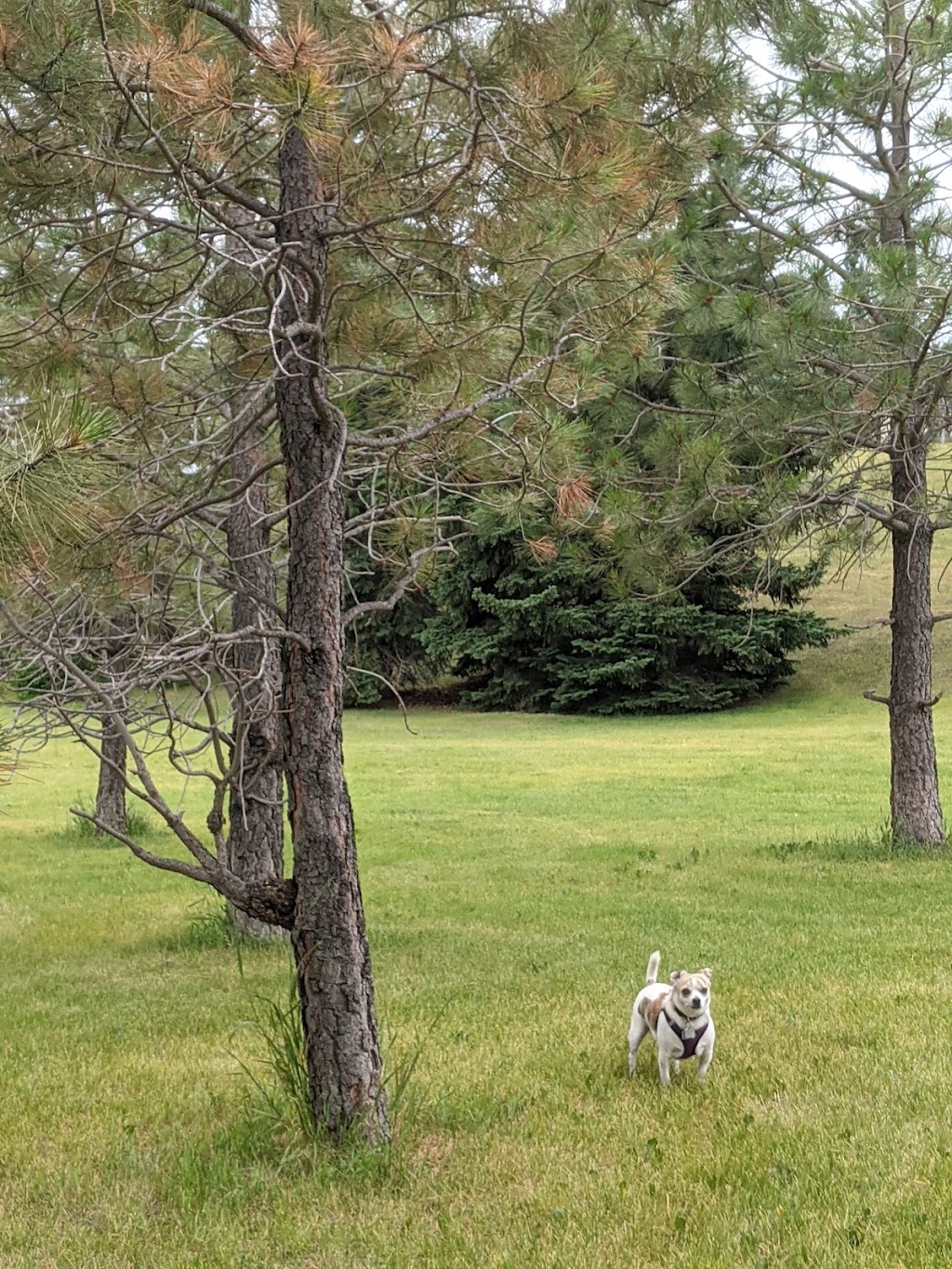 Oliver Quarry Off Leash Dog park | 2303 State Rd SW, Calgary, AB T3C 2M7, Canada | Phone: (403) 246-3535
