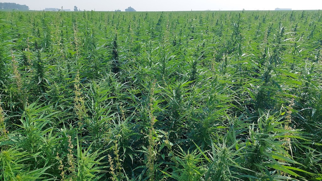 Rowland Seeds | Range Rd 143, Purple Springs, AB T0K 1X0, Canada | Phone: (403) 223-8164