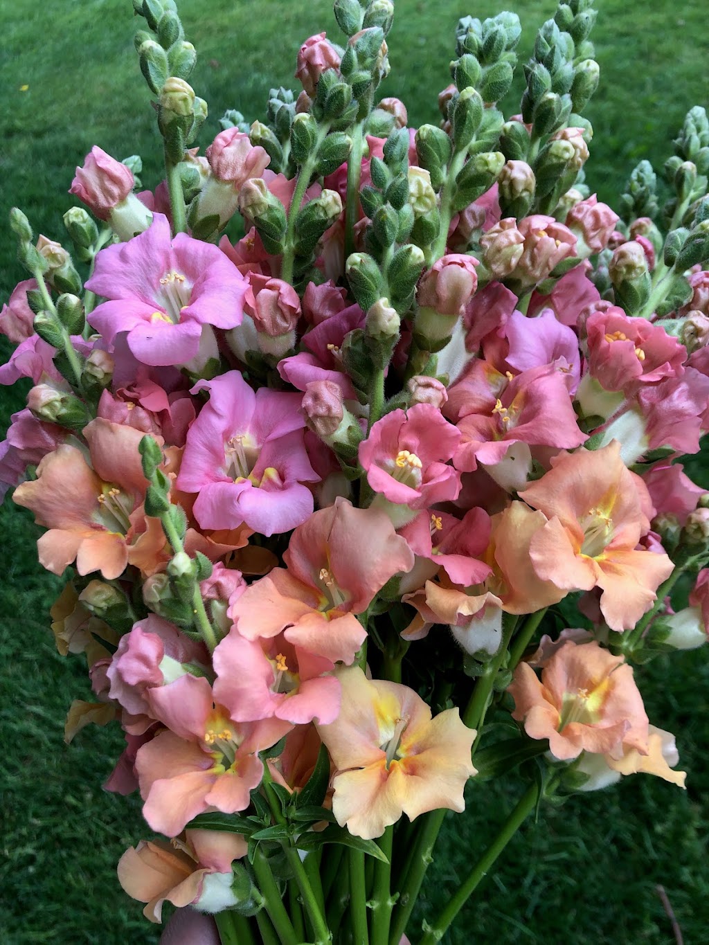 Willanna Farm: Seasonal Bouquets, Christmas Trees and more | 4062 Lefeuvre Rd, Abbotsford, BC V4X 1N8, Canada | Phone: (604) 850-4196