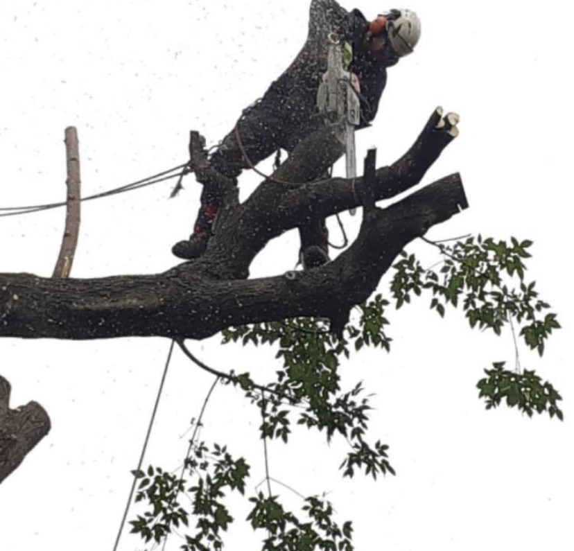PAAL Services arboricoles Inc. | 162 Chem. du Sumac, Luskville, QC J0X 2G0, Canada | Phone: (819) 500-0833