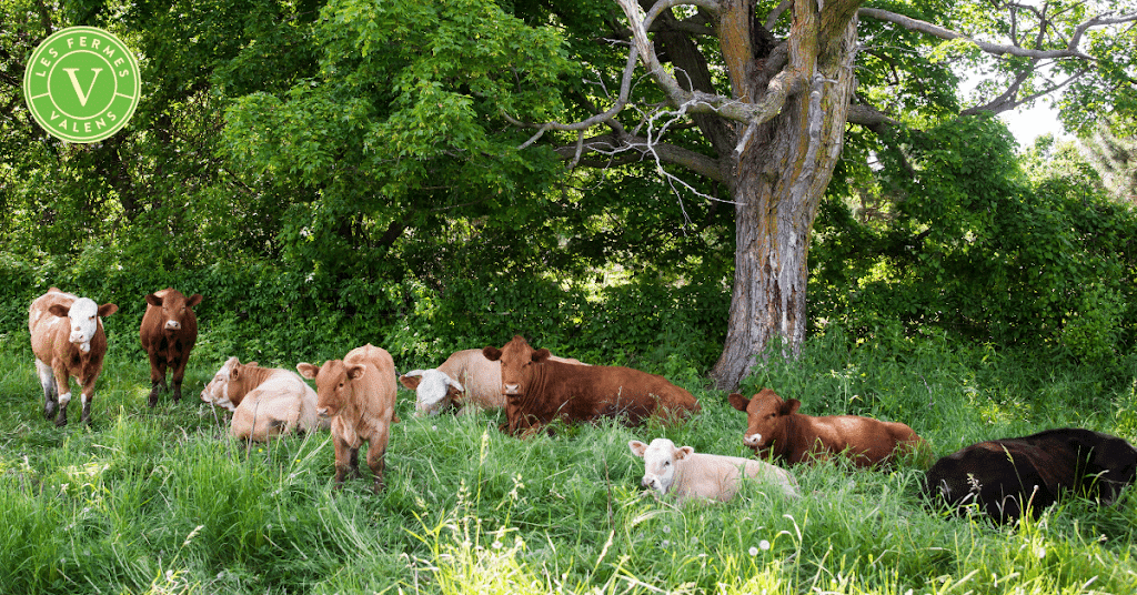 Les Fermes Valens Inc. | 62 Rue York, Huntingdon, QC J0S 1H0, Canada | Phone: (450) 264-4061