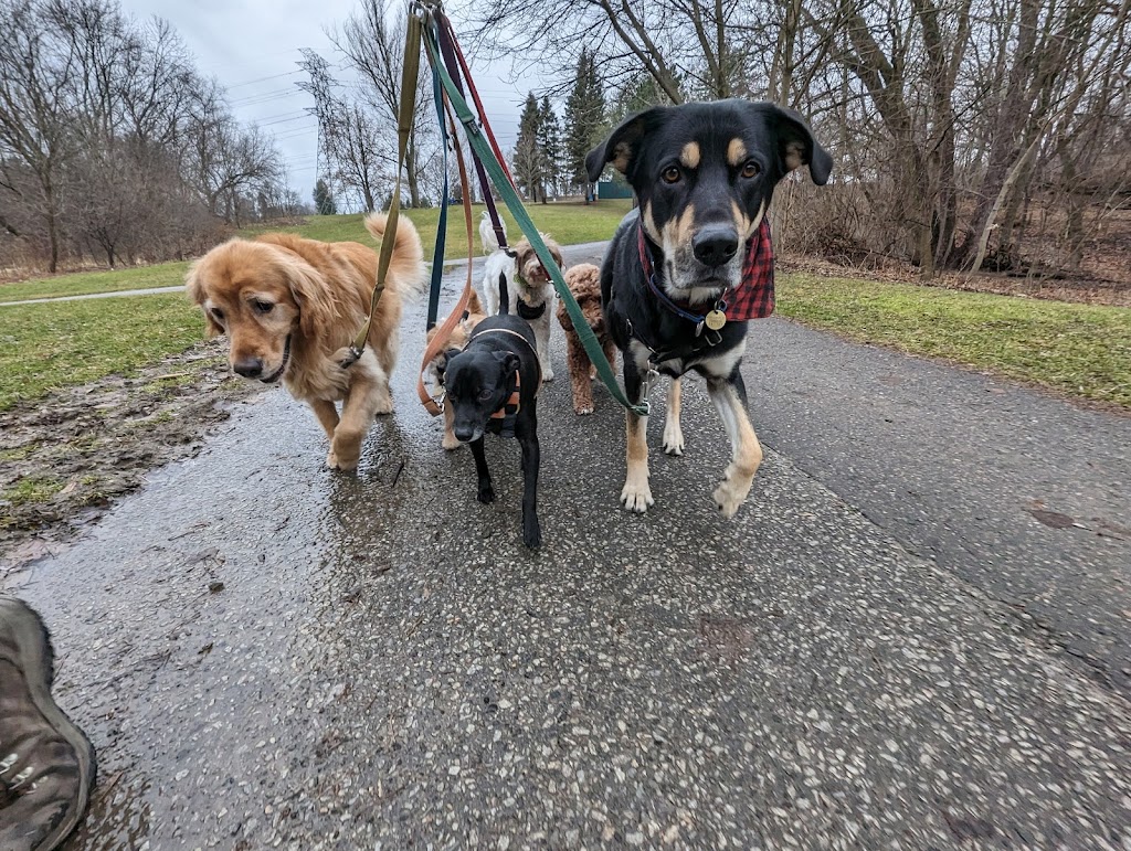 Snouts Out Dog Walking & Boarding | East York, Toronto, ON M4C 3Y7, Canada | Phone: (416) 489-4003