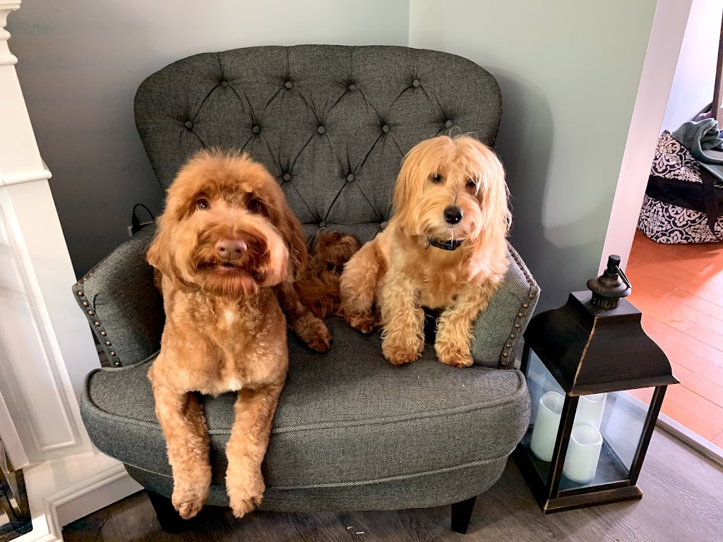 The Dog House Salon | 694 Centre Rd, Hamilton, ON L8N 2Z7, Canada | Phone: (905) 689-5888