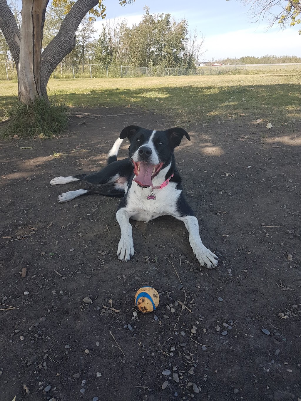 Auburn Bay Dog Park | 252 Auburn Bay Dr SE, Calgary, AB T3M, Canada | Phone: (403) 268-2489