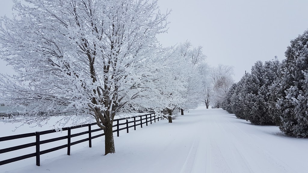 Millside Stables | 675671 16 Line, Bright, ON N0J 1B0, Canada | Phone: (519) 536-1607