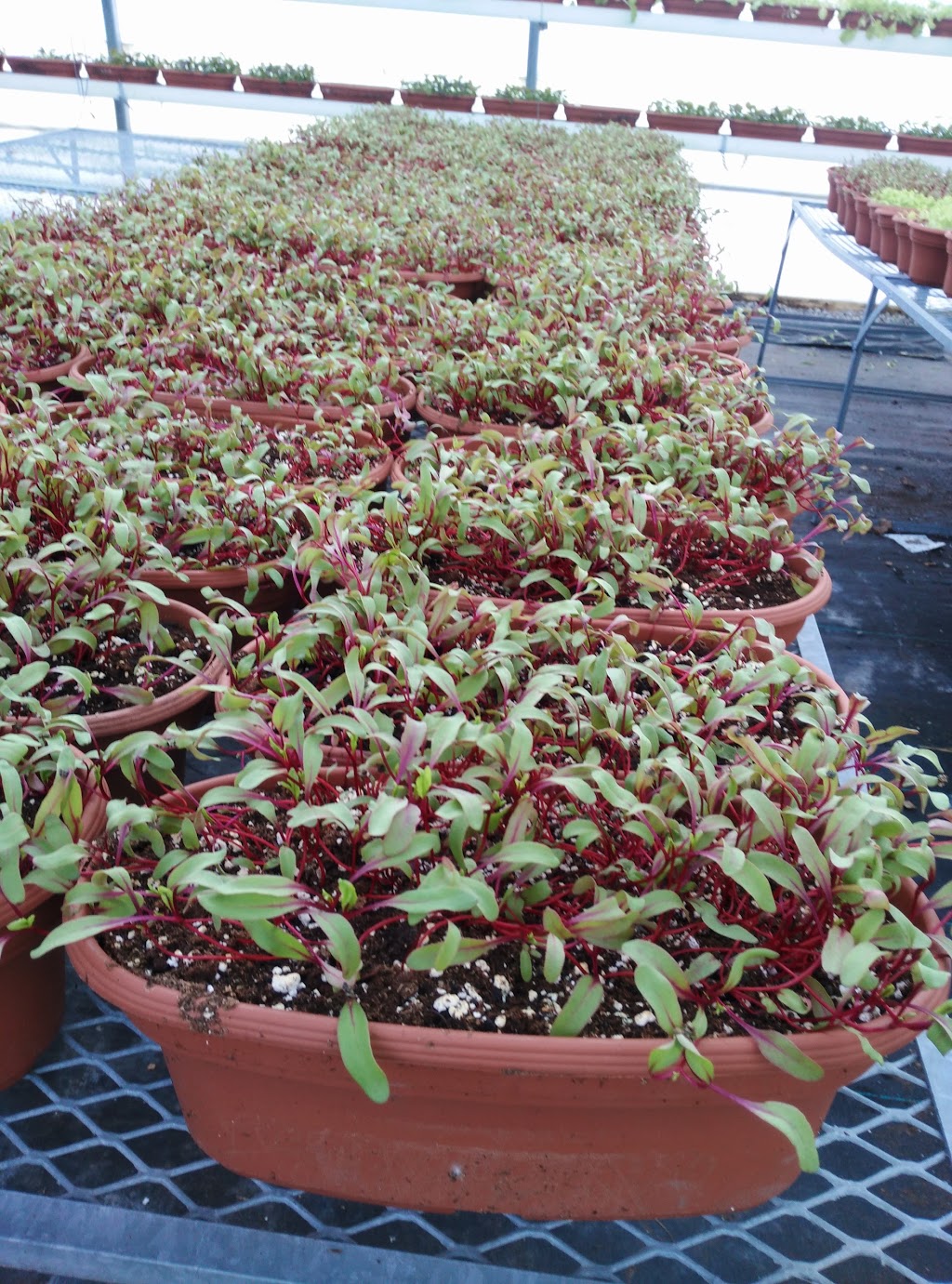 Burts Greenhouses | 539 Maple Rd, Odessa, ON K0H 2H0, Canada | Phone: (613) 386-3426
