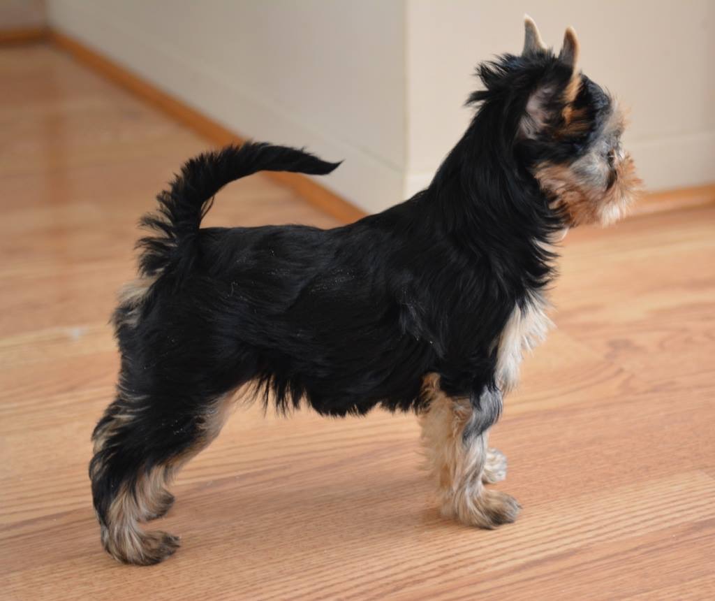 Élevage Depasquiet - Yorkshire Terrier | 357 Chem. Lavallée, Hemmingford, QC J0L 1H0, Canada | Phone: (514) 237-8300