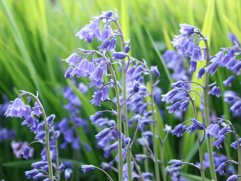 Wild Bluebell Homestead | 34834 Page Rd, Abbotsford, BC V3G 1N8, Canada | Phone: (604) 719-3037